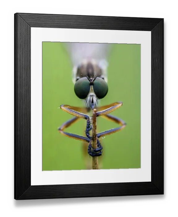 Framed Print : Striped slender robberfly (Leptogaster cylindrica) clos up of head, Ledston, Yorkshire Framed Print : Striped slender robberfly (Leptogaster cylindrica) clos up of head, Ledston, Yorkshire