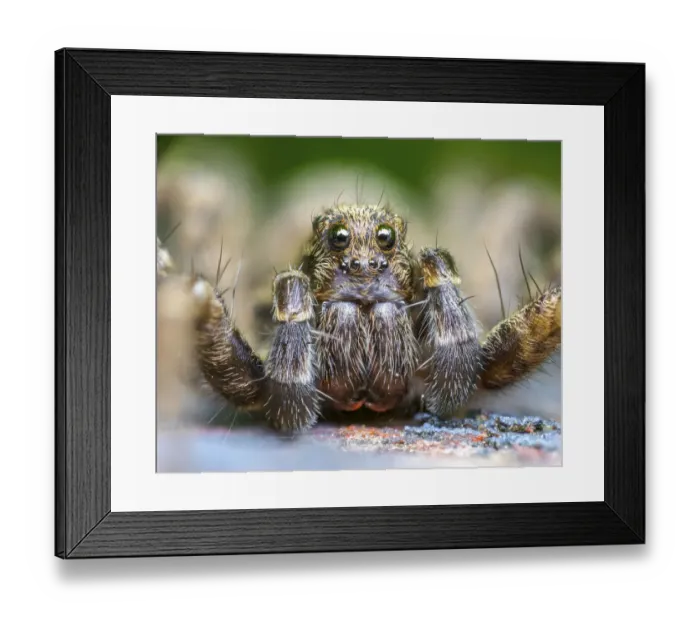 Framed Print : Wolf spider (Pardosa amentata) close up, Leeds, Yorkshire, England, UK, April