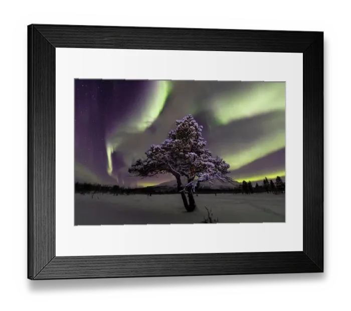 Framed Print : Aurora over lone pine tree in Abisko National Park, Abisko, North Sweden. February 2020 Framed Print : Aurora over lone pine tree in Abisko National Park, Abisko, North Sweden. February 2020