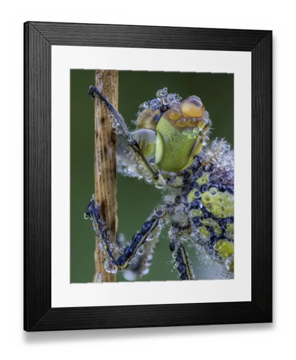 Framed Print : Common darter (Sympetrum striolatum) covered in morning dew Ledston, Leeds, Yorkshire Framed Print : Common darter (Sympetrum striolatum) covered in morning dew Ledston, Leeds, Yorkshire