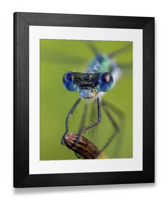 Framed Print : Portrait of a Emerald Damselfly (Lestes sponsa). Ledston, Yorkshire, England, UK, July Framed Print : Portrait of a Emerald Damselfly (Lestes sponsa). Ledston, Yorkshire, England, UK, July