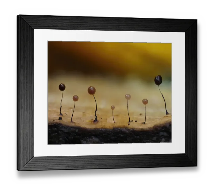 Framed Print : Slime mould (Comatricha nigra) sporangia with a range of colours Framed Print : Slime mould (Comatricha nigra) sporangia with a range of colours