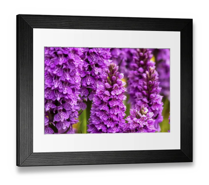 Framed Print : Common spotted orchid and Southern marsh orchid hybrid (Dactyloriza x grandis) in flower Framed Print : Common spotted orchid and Southern marsh orchid hybrid (Dactyloriza x grandis) in flower