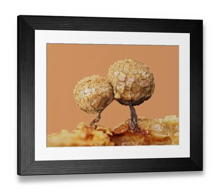 Framed Print : Slime mould (Cribraria argillacea), mature sporangia with cages that contain the spores Framed Print : Slime mould (Cribraria argillacea), mature sporangia with cages that contain the spores