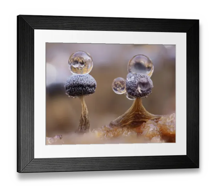 Framed Print : Slime mould (Physarum album), dew droplets on two sporangia, close-up Framed Print : Slime mould (Physarum album), dew droplets on two sporangia, close-up