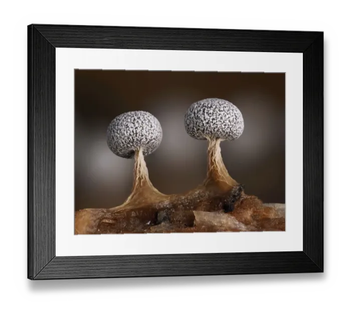 Framed Print : Slime mould (Physarum leucophaeum), two sporangia, close-up. Buckinghamshire, England, UK Framed Print : Slime mould (Physarum leucophaeum), two sporangia, close-up. Buckinghamshire, England, UK