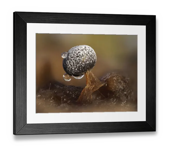 Framed Print : Slime mould (Physarum sp), dew droplets on sporangium, close-up Framed Print : Slime mould (Physarum sp), dew droplets on sporangium, close-up