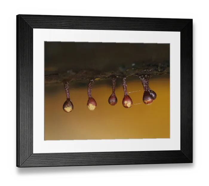 Framed Print : Slime mould (Trichia botrytis) sporangia starting to split to release spores Framed Print : Slime mould (Trichia botrytis) sporangia starting to split to release spores