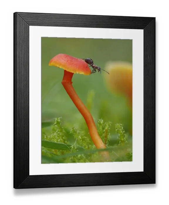 Framed Print : Wood ant (Formica rufa) on Waxcap fungus (Hygrocybe sp). Buckinghamshire, England, UK Framed Print : Wood ant (Formica rufa) on Waxcap fungus (Hygrocybe sp). Buckinghamshire, England, UK