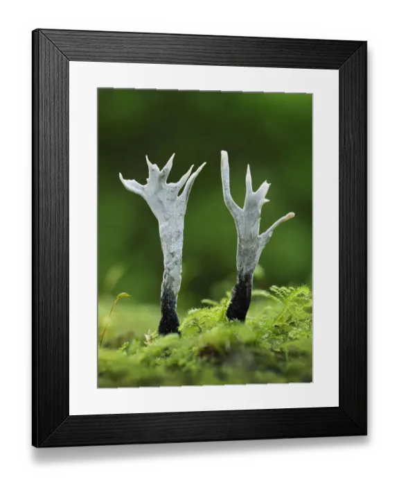 Framed Print : Candlesnuff fungus (Xylaria hypoxylon). Buckinghamshire, England, UK. October Framed Print : Candlesnuff fungus (Xylaria hypoxylon). Buckinghamshire, England, UK. October