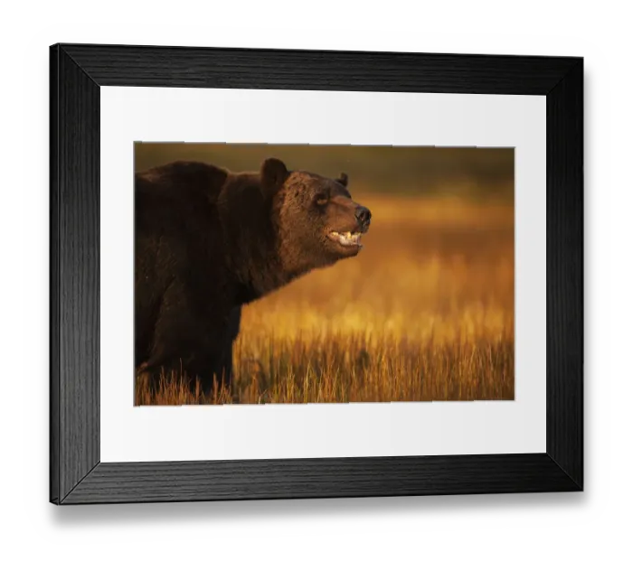 Framed Print : Eurasian brown bear (Ursus arctos) Kuikka, Kainuu, Finland, August Framed Print : Eurasian brown bear (Ursus arctos) Kuikka, Kainuu, Finland, August
