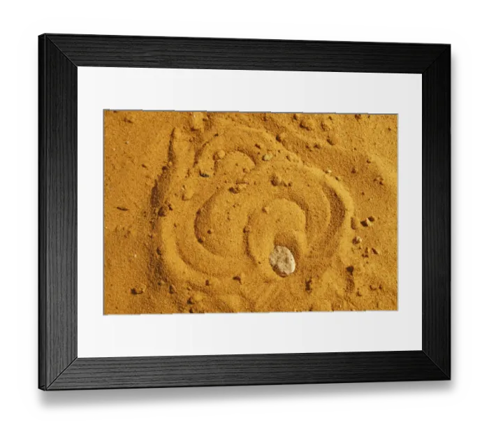 Framed Print : Sahara sand viper (Cerastes vipera) burrowing into sand to hide, captive Framed Print : Sahara sand viper (Cerastes vipera) burrowing into sand to hide, captive