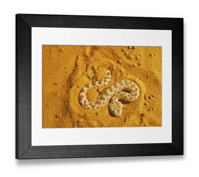 Framed Print : Sahara sand viper (Cerastes vipera) burrowing into sand to hide, captive Framed Print : Sahara sand viper (Cerastes vipera) burrowing into sand to hide, captive