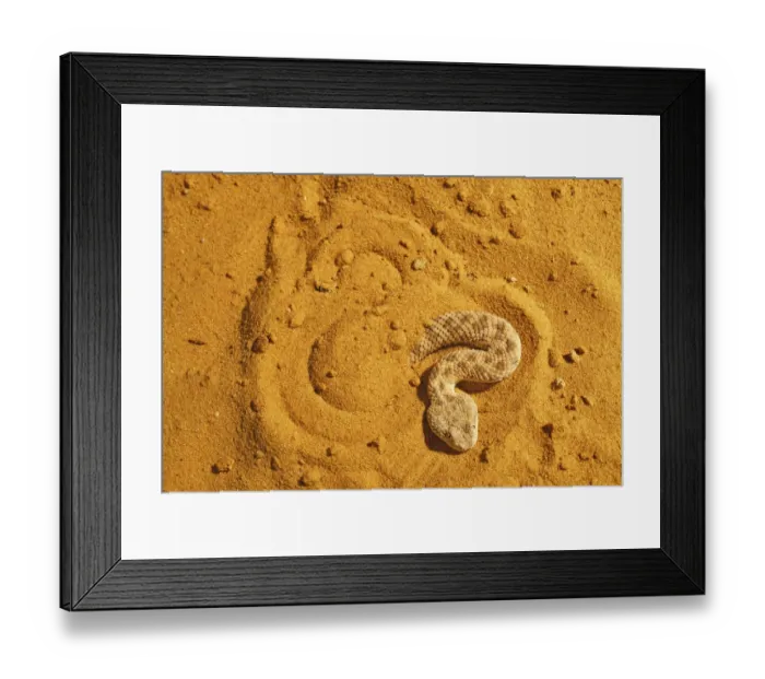 Framed Print : Sahara sand viper (Cerastes vipera) burrowing into sand to hide, captive Framed Print : Sahara sand viper (Cerastes vipera) burrowing into sand to hide, captive