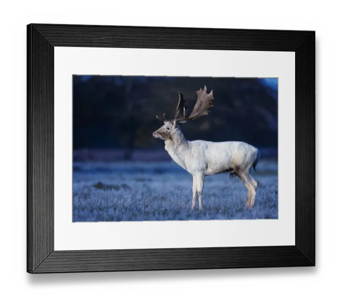 Framed Print : Fallow deer (Dama dama) white stag on frosty morning, Bushy Park, London, UK. November Framed Print : Fallow deer (Dama dama) white stag on frosty morning, Bushy Park, London, UK. November