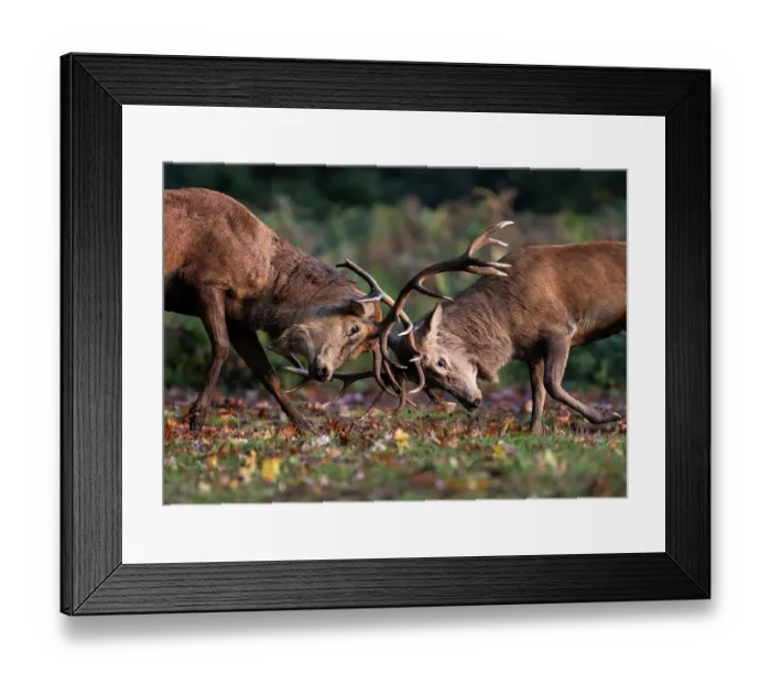 Framed Print : Red deer (Cervus elaphus) stags fighting during the rutting season, Bushy Park, London, UK October Framed Print : Red deer (Cervus elaphus) stags fighting during the rutting season, Bushy Park, London, UK October