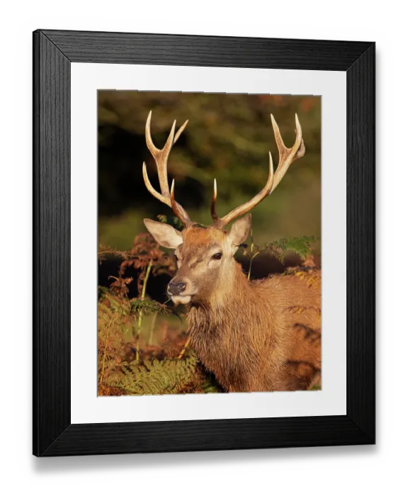 Framed Print : Red deer stag (Cervus elaphus), Bushy Park, London, UK October Framed Print : Red deer stag (Cervus elaphus), Bushy Park, London, UK October