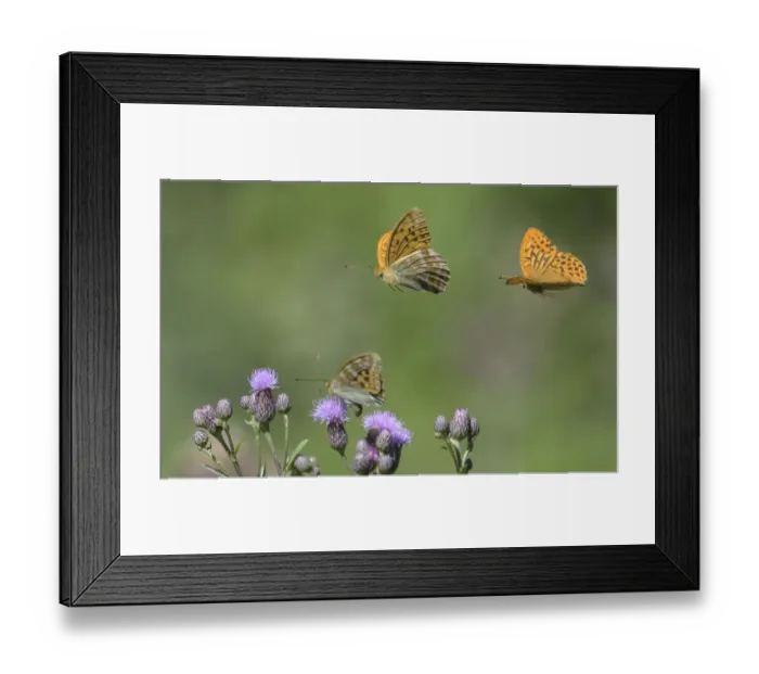 Framed Print : Silver-washed fritillary butterfly (Argynnis paphia) nectaring, two males in flight Framed Print : Silver-washed fritillary butterfly (Argynnis paphia) nectaring, two males in flight