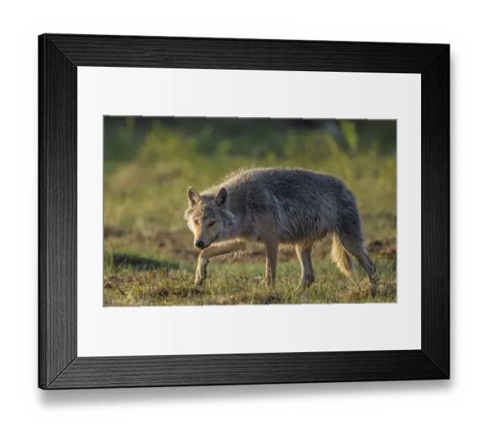 Framed Print : Wolf (Canis lupus), young male walking through grassland. Kiekinkoski, Finland. June Framed Print : Wolf (Canis lupus), young male walking through grassland. Kiekinkoski, Finland. June