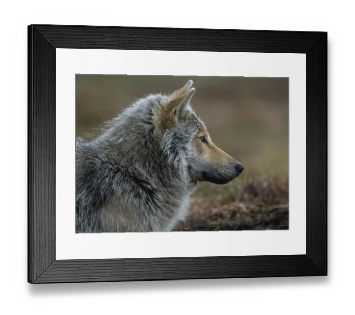 Framed Print : Wolf (Canis lupus), young male, portrait. Kiekinkoski, Finland. June Framed Print : Wolf (Canis lupus), young male, portrait. Kiekinkoski, Finland. June