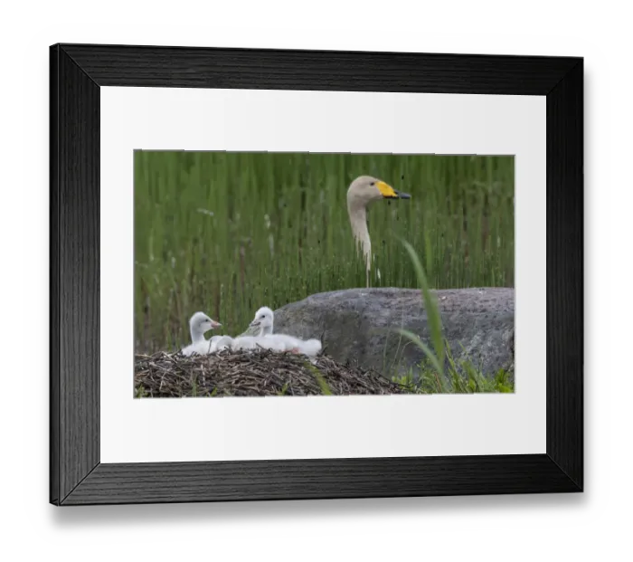 Framed Print : Whooper swan (Cygnus cygnus) chicks on nest, female in background. Jyvaskyla, Finland Framed Print : Whooper swan (Cygnus cygnus) chicks on nest, female in background. Jyvaskyla, Finland