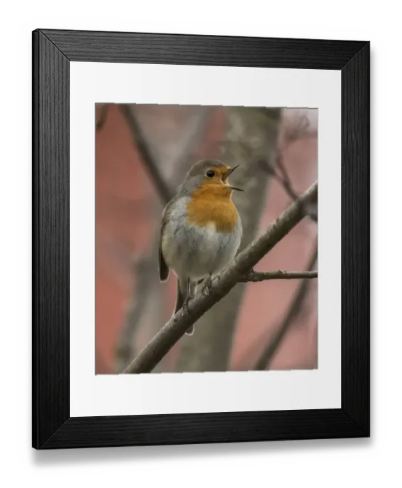 Framed Print : Robin (Erithacus rubecula) male singing, perched on branch. Joutsa, Finland. April Framed Print : Robin (Erithacus rubecula) male singing, perched on branch. Joutsa, Finland. April