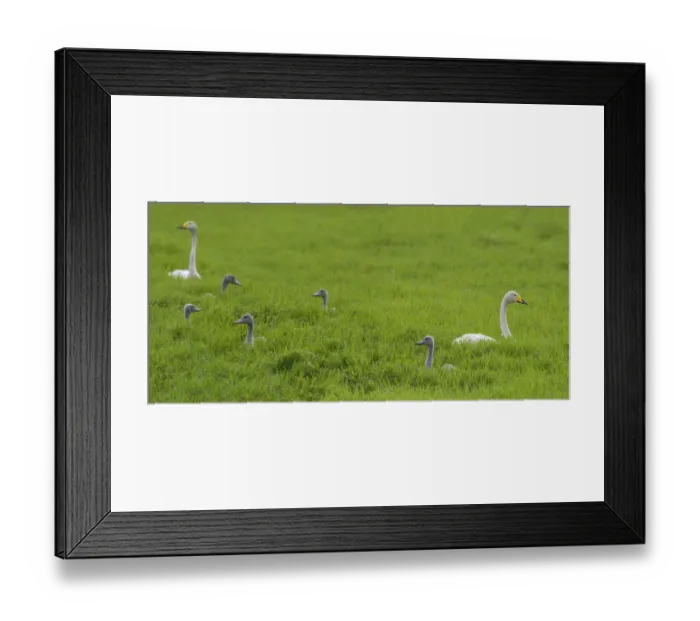 Framed Print : Whooper swan (Cygnus cygnus) pair with cygnets in grassland. Uurainen, Finland. July Framed Print : Whooper swan (Cygnus cygnus) pair with cygnets in grassland. Uurainen, Finland. July