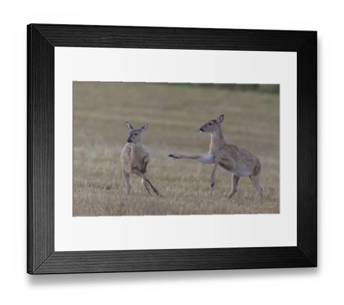 Framed Print : White-tailed deer (Odocoileus virginianus), two fawns playing in field Framed Print : White-tailed deer (Odocoileus virginianus), two fawns playing in field