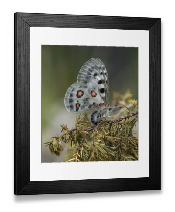 Framed Print : Apollo butterfly (Parnassius apollo) female laying eggs on branch. Parainen, Finland Framed Print : Apollo butterfly (Parnassius apollo) female laying eggs on branch. Parainen, Finland