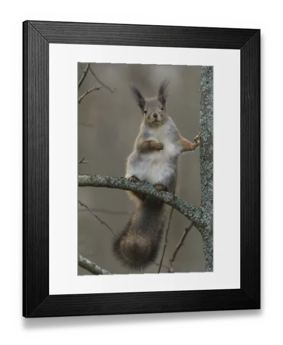 Framed Print : Red squirrel (Sciurus vulgaris) in winter pelage, in tree. Muurame, Finland. October Framed Print : Red squirrel (Sciurus vulgaris) in winter pelage, in tree. Muurame, Finland. October