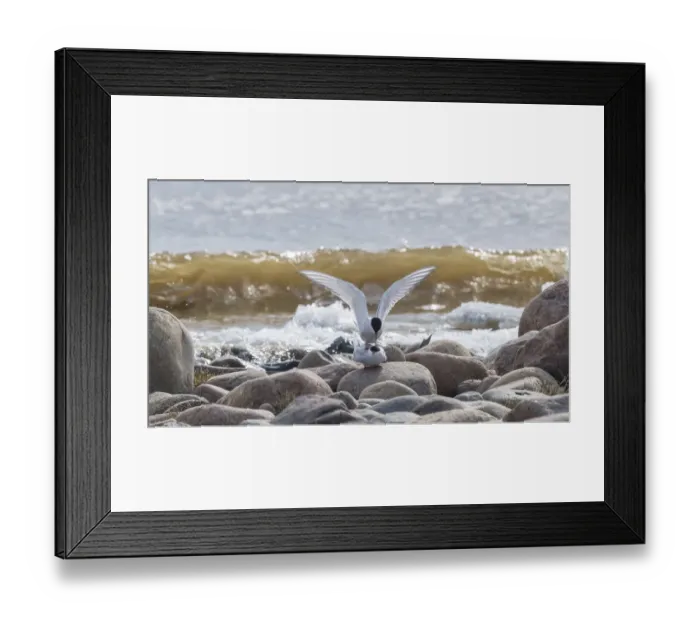 Framed Print : Arctic tern (Sterna paradisaea) pair mating, on rocks on beach. Hailuoto, Finland. May Framed Print : Arctic tern (Sterna paradisaea) pair mating, on rocks on beach. Hailuoto, Finland. May