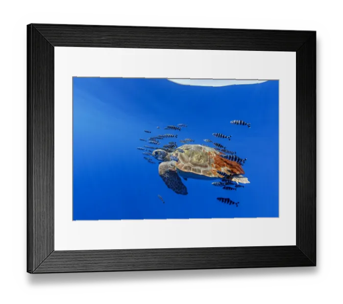 Framed Print : Loggerhead turtle (Caretta caretta) accompanied by pilotfish (Naucrates ductor Framed Print : Loggerhead turtle (Caretta caretta) accompanied by pilotfish (Naucrates ductor