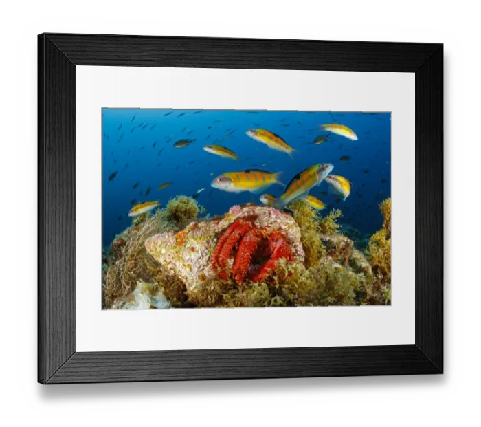 Framed Print : Hermit crab (Dardanus arrosor), with Shoal of Ornate wrasse (Thalassoma pavo Framed Print : Hermit crab (Dardanus arrosor), with Shoal of Ornate wrasse (Thalassoma pavo