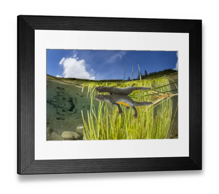 Framed Print : Wild Alpine newt (Ichthyosaura alpestris) female Bedretto valley, River Ticino Framed Print : Wild Alpine newt (Ichthyosaura alpestris) female Bedretto valley, River Ticino