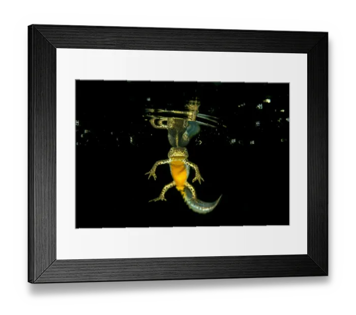 Framed Print : Wild Alpine newt (Ichthyosaura alpestris) male, Lago Nero, Pistoia, Tuscany, Italy Framed Print : Wild Alpine newt (Ichthyosaura alpestris) male, Lago Nero, Pistoia, Tuscany, Italy