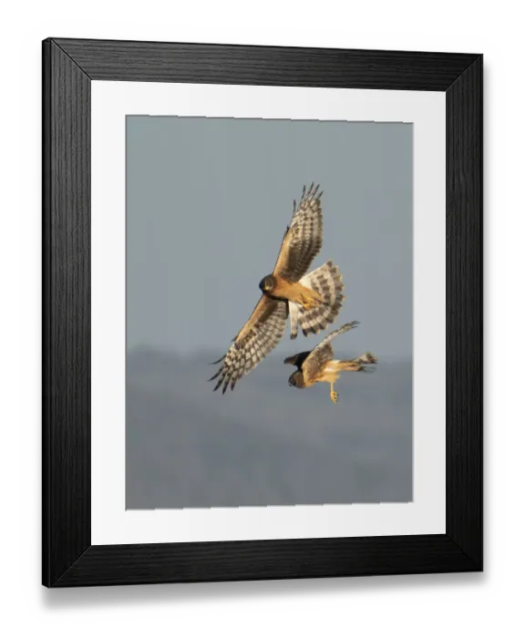Framed Print : Northern harrier (Circus hudsonius), two juvenile females hunting Framed Print : Northern harrier (Circus hudsonius), two juvenile females hunting