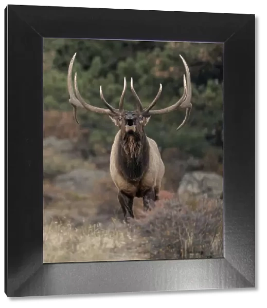 Rocky mountain elk (Cervus elaphus nelsoni) bull bugling during rut