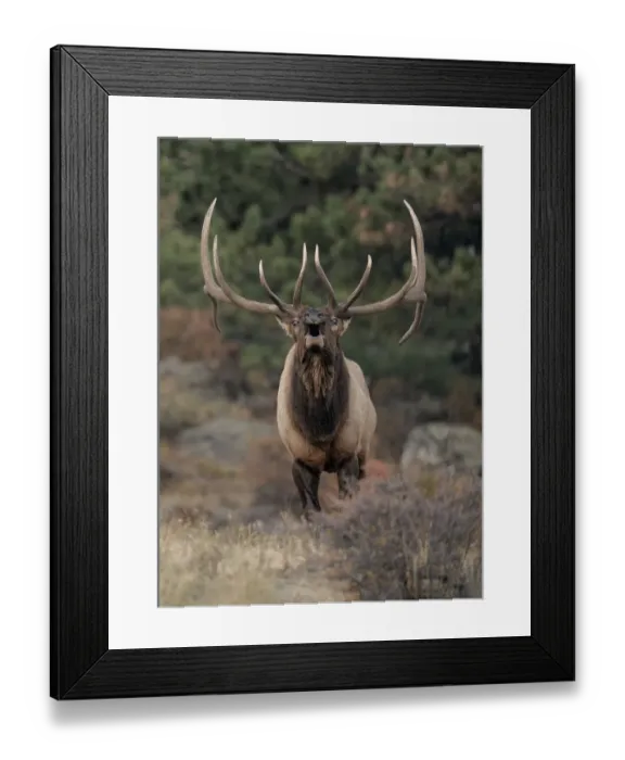 Framed Print : Rocky mountain elk (Cervus elaphus nelsoni) bull bugling during rut Framed Print : Rocky mountain elk (Cervus elaphus nelsoni) bull bugling during rut