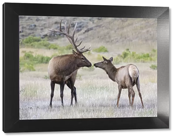 Elk (Cervus canadensis) bull and cw sniffing noses, Yellowstone National Park, Wyoming