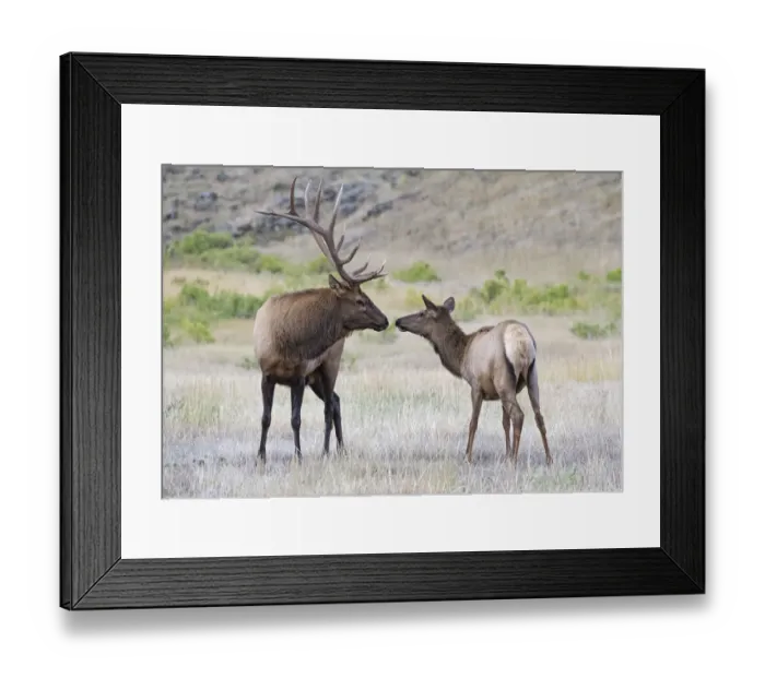 Framed Print : Elk (Cervus canadensis) bull and cw sniffing noses, Yellowstone National Park, Wyoming Framed Print : Elk (Cervus canadensis) bull and cw sniffing noses, Yellowstone National Park, Wyoming