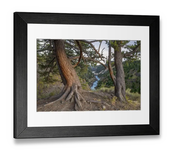 Framed Print : Yellowstone River. Yellowstone National Park, Wyoming, USA. September Framed Print : Yellowstone River. Yellowstone National Park, Wyoming, USA. September
