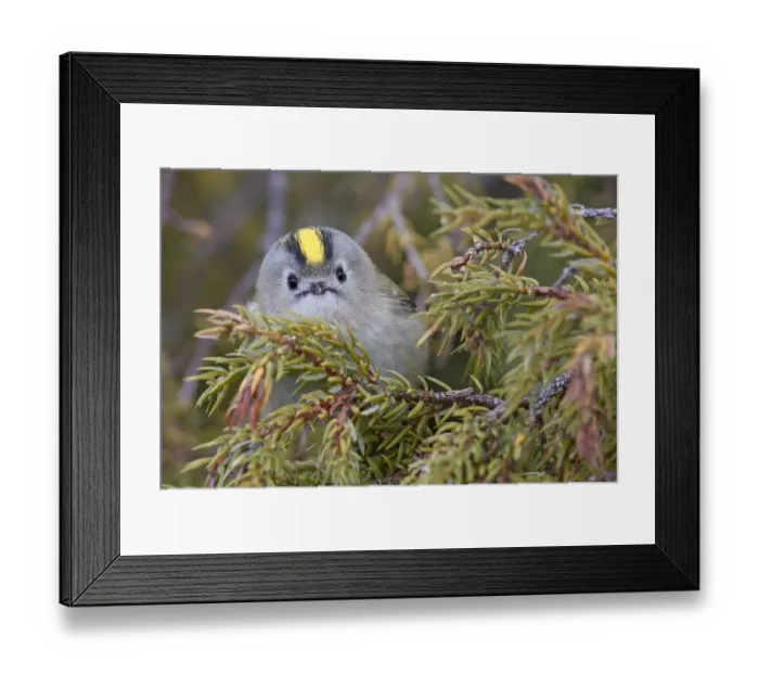 Framed Print : Goldcrest (Regulus regulus) perched in tree. Uto, Finland. April Framed Print : Goldcrest (Regulus regulus) perched in tree. Uto, Finland. April