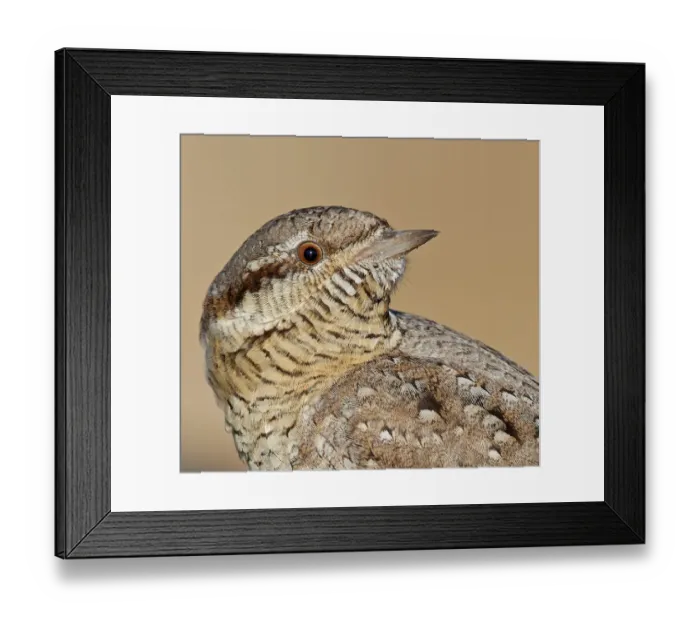 Framed Print : Wryneck (Jynx torquilla) portrait. Uto, Finland. April Framed Print : Wryneck (Jynx torquilla) portrait. Uto, Finland. April