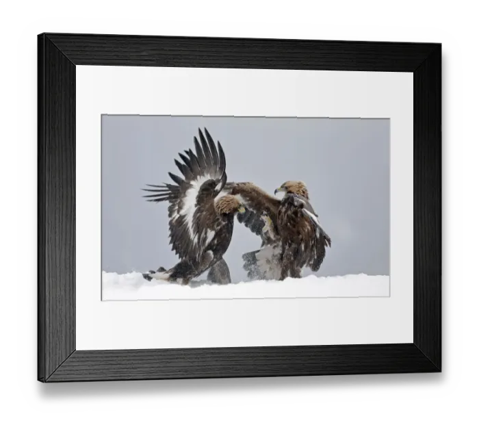 Framed Print : Golden eagle (Aquila chrysaetos), two juveniles fighting in snow. Norway. November Framed Print : Golden eagle (Aquila chrysaetos), two juveniles fighting in snow. Norway. November