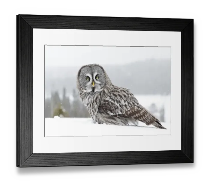 Framed Print : Great grey owl (Strix nebulosa) in snow, portrait. Kuhmo, Finland. February Framed Print : Great grey owl (Strix nebulosa) in snow, portrait. Kuhmo, Finland. February