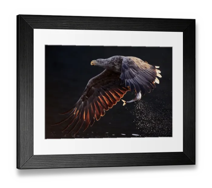 Framed Print : White-tailed eagle (Haliaeetus albicilla) flying over water with fish in talons. Norway Framed Print : White-tailed eagle (Haliaeetus albicilla) flying over water with fish in talons. Norway