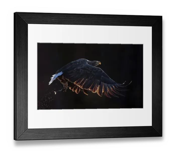 Framed Print : White-tailed eagle (Haliaeetus albicilla) in flight with fish in talons. Norway. October Framed Print : White-tailed eagle (Haliaeetus albicilla) in flight with fish in talons. Norway. October