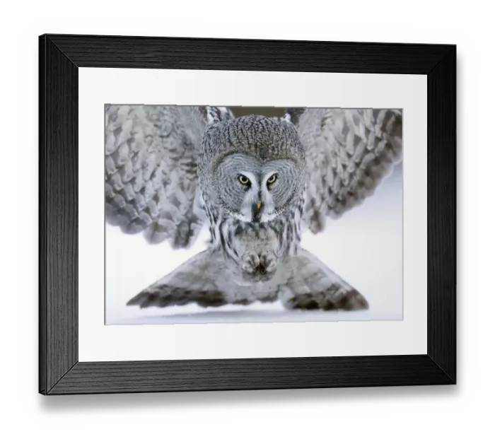 Framed Print : Great grey owl (Strix nebulosa) close up hunting in snow. Kuhmo, Finland. February Framed Print : Great grey owl (Strix nebulosa) close up hunting in snow. Kuhmo, Finland. February