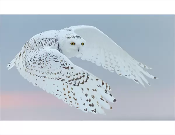 Snowy owl (Bubo scandiaca) female in flight. Canada. February