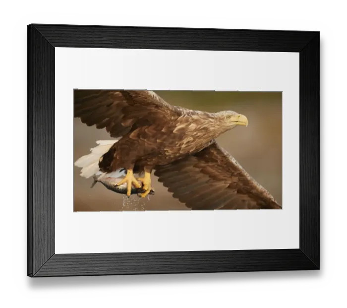Framed Print : White-tailed eagle (Haliaeetus albicilla) with fish in talons. Norway. August Framed Print : White-tailed eagle (Haliaeetus albicilla) with fish in talons. Norway. August